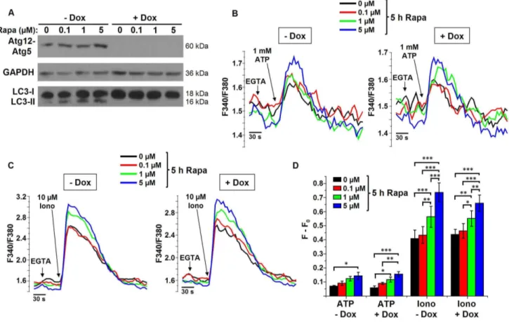 Figure 4. Changes in Ca 2+ signaling are independent of autophagy stimulation and occur upstream of the Atg12-Atg5 complex