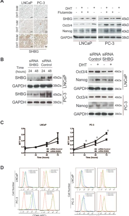 Figure 5. DHT upregulates the expression of stemess factors through SHBG. (A) Stronger immunocytochemical staining of SHBG is shown in LNCaP and PC-3 cells treated with DHT (left panel, bar scale: 50 mm)