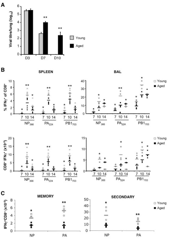 Figure 1. Delayed viral clearance and decreased primary, memory and secondary responses in aged mice
