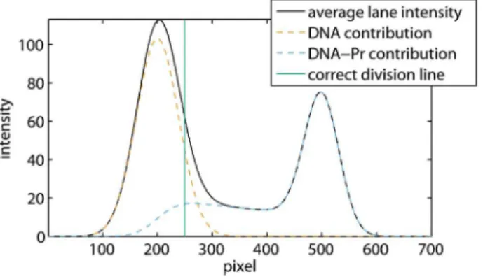 Figure 4. Average lane intensities of lanes 1 to 4 from the EMSA in figure 3. ssDNA smear is observed as a widening of the first peak towards the right side