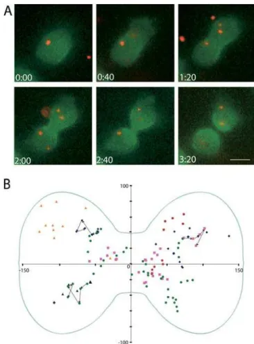 Figure 5. Localization of 0.5-lm Beads in Live Dividing Dictyostelium Cells