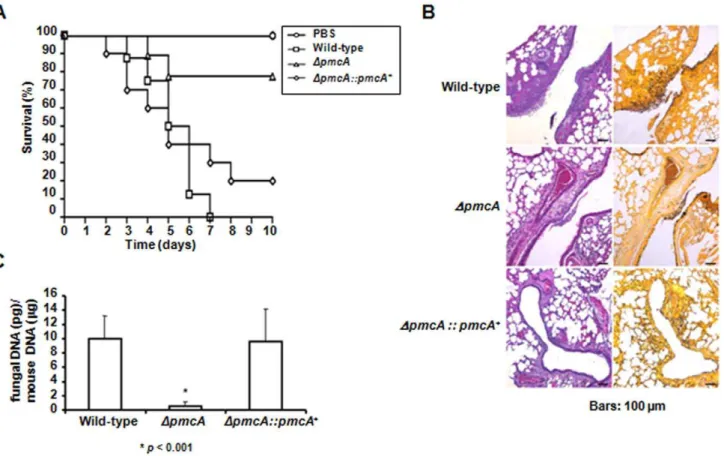 Figure 9. A. fumigatus pmc A contributes to virulence in neutropenic mice. (A) Comparative analysis of wild-type, D pmcA and D pmcA::pmcA + strains in a neutropenic murine model of pulmonary aspergillosis
