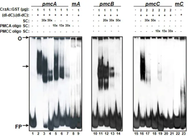 Figure 2. Binding of GST::CrzA recombinant protein to pmcA-C promoters. Gel shift analysis was performed using three DNA fragments of pmcA, pmcB and pmcC promoters as probes and 1.0 mg to 2.0 mg of the CrzA::GST recombinant protein