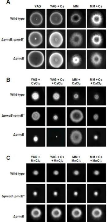 Figure 6. Growth phenotypes of the DpmcB mutant strain. The A. fumigatus wild-type, D pmcB::pmcB and D pmcB mutant strains were grown for 72 hours at 37 u C in (A)YAG, YAG+25 ng/ml cyclosporin (Cs), MM, or MM+25 ng/ml Cs; (B) YAG+500 mM CaCl 2 , YAG+25 ng/