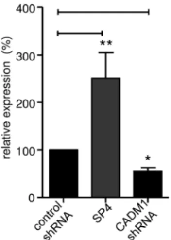 Figure 1. Surface expression of CADM1 in HLMCs following either overexpression of the SP4 isoform or down regulation using shRNA