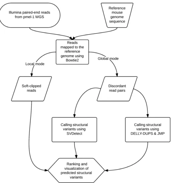 Figure 2. NGS data analysis workflow. This chart depicts the analysis of NGS data from Whole Genome Sequencing