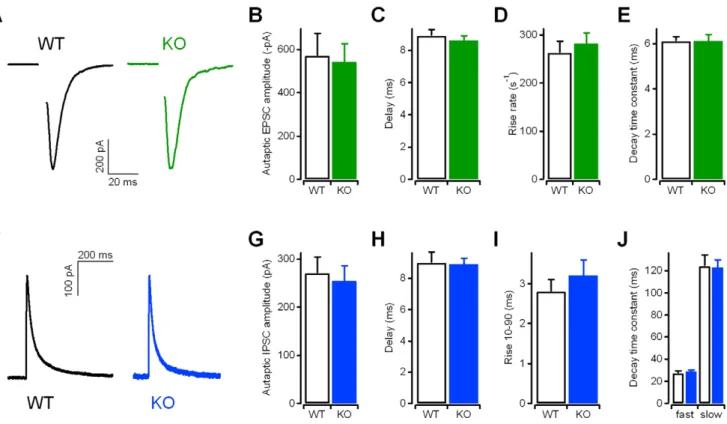 Figure 2. Excitatory and inhibitory post-synaptic currents recorded from autaptic Kidins220 2/2 neurons showed normal amplitudes and kinetics