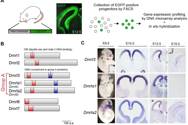 Figure 1. Group A subfamily of Dmrt genes are expressed in a temporally and spatially specific manner in the developing telencephalon