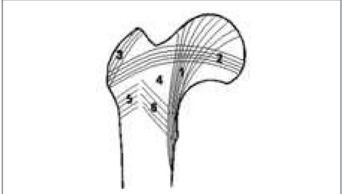 Figure 9. Main groups of trabeculae in adult femur: 1 – Principal  compressive; 2 – Principal tensile; 3 – Greater trochanteric; 4 – Ward’s  triangle; 5 – Secondary tensile; 6 – Secondary compressive