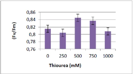 Figure 5. Effect of thiourea (250, 500, 750, 1000 mM) on Fv/Fm ratio of potato, var. Spunta.
