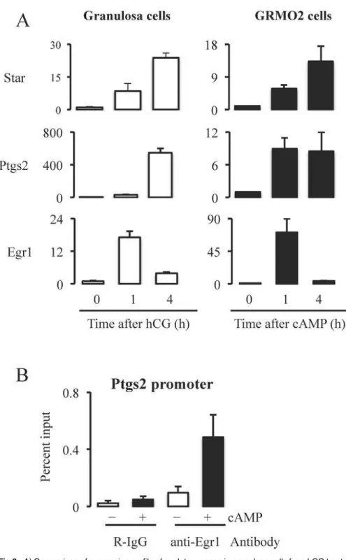 Fig 6. A) Comparison of expression profile of ovulatory genes in granulosa cells from hCG treated mice and cAMP treated GRMO2 cells