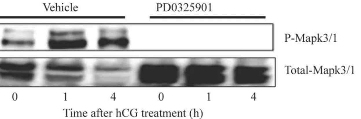 Fig 1. Transient inhibition of hCG induced Mapk 3/1 activity by Map2k inhibitor treatment during ovarian superstimulation protocol