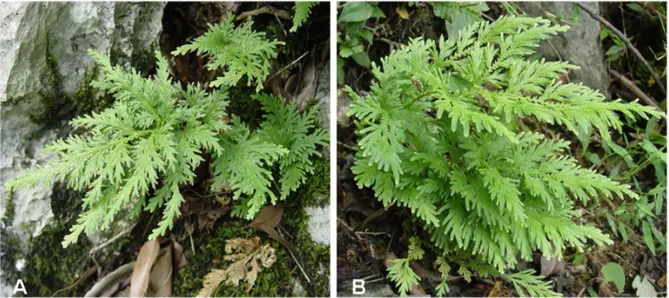Figure 1. Plant morphology of medicinal plants of the family Selaginellaceae in their natural habitats