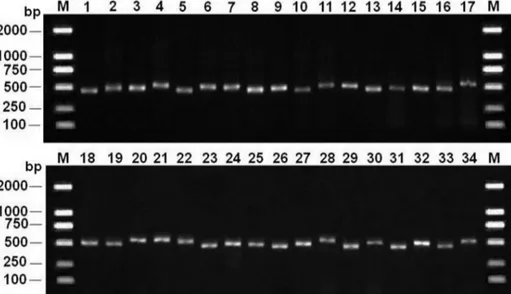 Figure 3. Distribution of sequence lengths and GC content of the ITS2 haplotypes from all Selaginellaceae species