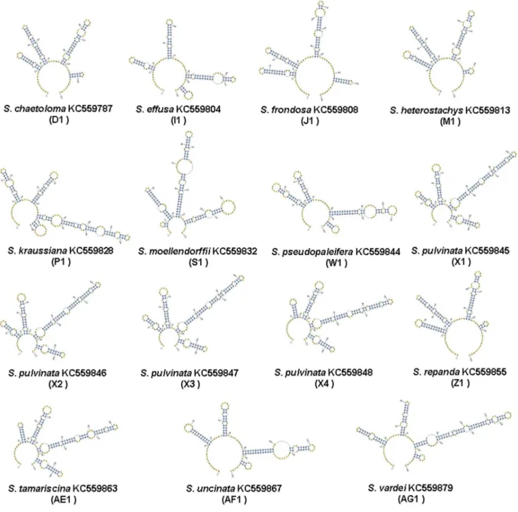 Figure S1 Distribution of the intra- and interspecific variations of the ITS2 regions in Selaginellaceae.