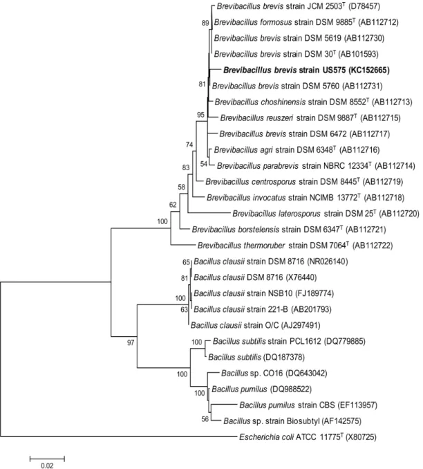 Figure 1. Phylogenetic tree based on 16S rRNA gene sequences within the radiation of the genus Bacillus 