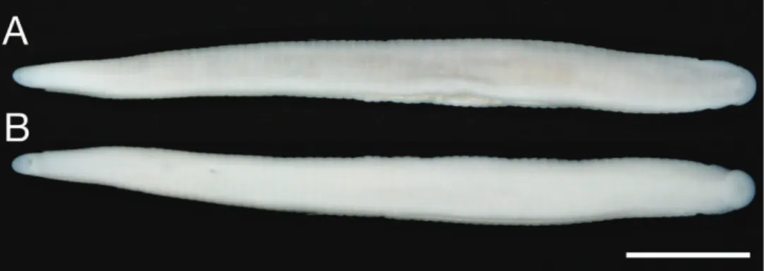 Figure 2. Orobdella koikei sp. n., holotype, KUZ Z156 A Dorsal and B ventral views. Scale bar, 5 mm.