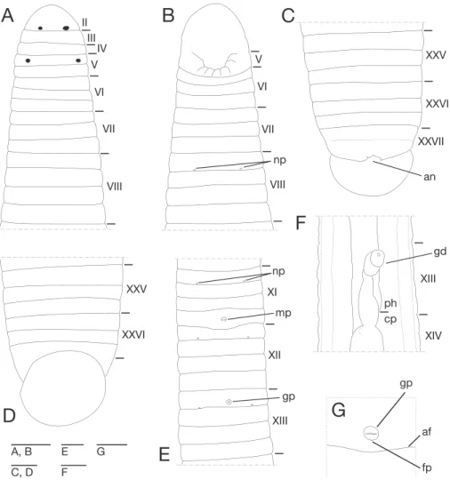 Figure 3. Orobdella koikei sp. n., holotype, KUZ Z156 A Dorsal view of somites I–VIII B ventral view  of somites I–VIII C dorsal view of somites XXV–XXVII and caudal sucker D ventral view of somites  XXV–XXVII and caudal sucker e ventral view of somites XI