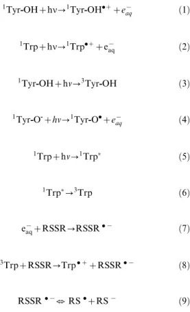 Figure 4B confirms that UVB induces conformational changes in sEGFR due to the observed spectral shift observed upon illumination (solvent relaxation effect)