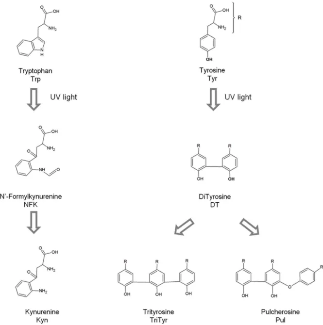Figure 1. Typical photoproducts generated upon UV illumination of the aromatic residues Trp and Tyr.