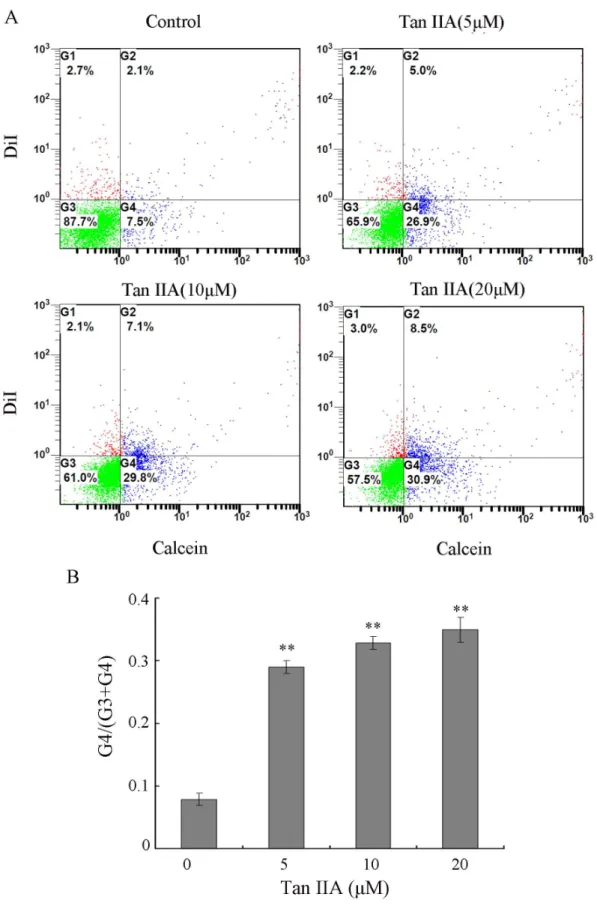 Figure 2. Tan IIA promotes GJIC of B16 cells, as measured by fluorescent dye transfer