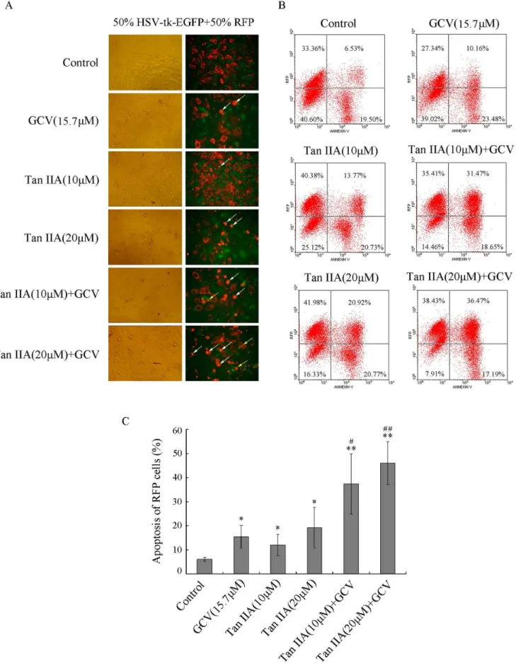 Figure 3. Tan IIA enhances the bystander effect. Stable HSV-tk-EGFP and RFP B16 cell lines were mixed at a ratio of 1:1
