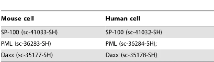 Figure 1. Immunofluorescent assay to show IE1 and ND10 in CMV cross-species infection