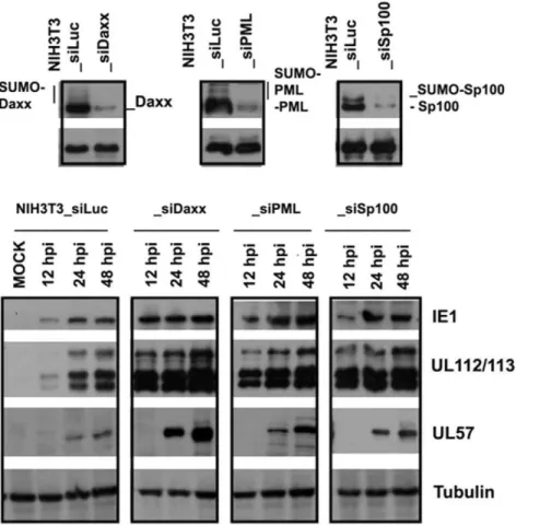 Figure 8. Detection of HCMV DNA after infection in NIH3T3 and Mrc-5 cells. siRNA was used to transfect NIH3T3 cells; 12 hours after transfection, the cells were infected with repaired AD169 at an MOI of 1; using a modified Hirt method (7), viral DNA was pr