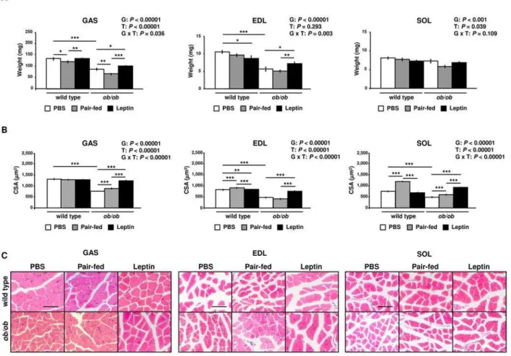 Figure 1. Leptin Increases Muscle Mass and Muscle Fiber Size of ob/ob Mice. (A) Gastrocnemius (GAS), extensor digitorum longus (EDL) and soleus (SOL) muscle weights of PBS (open), pair-fed (gray) and leptin-treated (closed) wild type and ob/ob mice (n = 9–