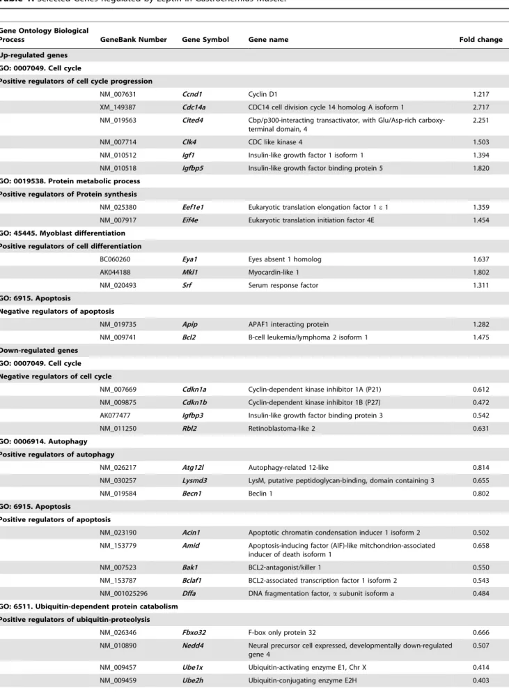 Table 1. Selected Genes Regulated by Leptin in Gastrocnemius Muscle.