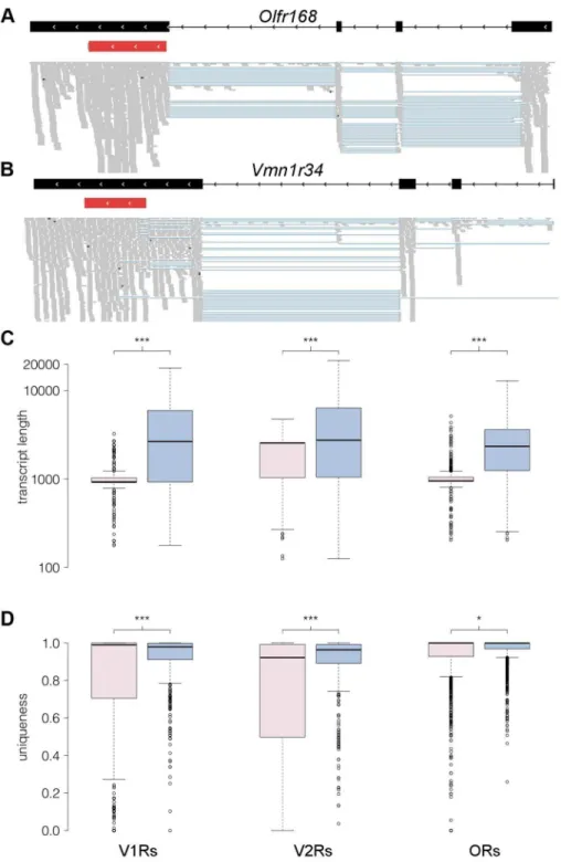 Figure 7. RNAseq provides comprehensive gene models for ORs and VRs. (A–B) An example of new gene models generated for Olfr168 (A) and Vmn1r34 (B) are shown in black