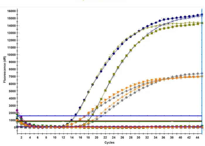 Figure 2. Fluorescence curves of four Borrelia crocidurae positive blood samples. Multiplex real-time PCR amplification and detection of the Borrelia genus-specific 16S rRNA gene (probe labeled with FAM fluorescent dye) and the Borrelia crocidurae-specific