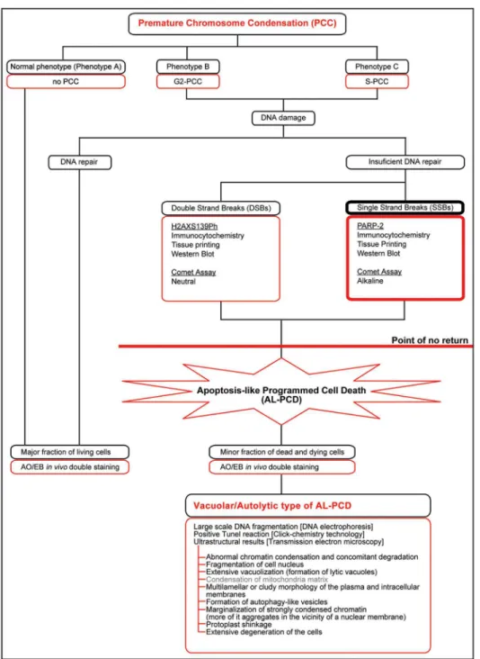 Fig 8. Scheme depicting experimental procedures used to reveal and to support the fact that the activation of vacuolar/autolytic type of plant-specific, apoptosis-like programmed cell death [(V/A) AL-PCD] is a secondary result of the caffeine-induced prema