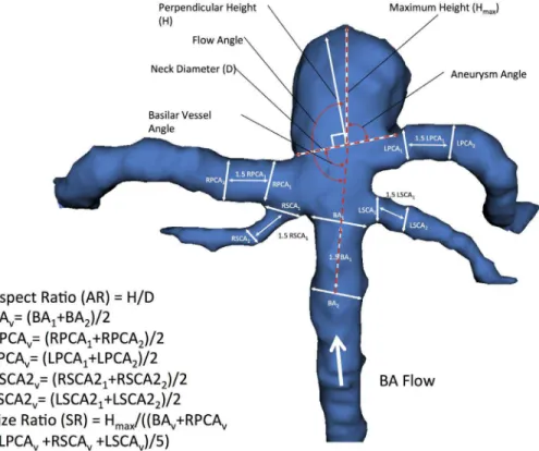 Figure 1. 3D model of BTA aneurysm depicting morphological variables previously studied in the literature