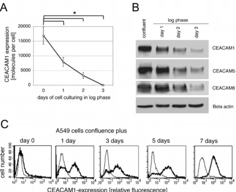 Figure 4. Four CEACAM1 splice variants are expressed in confluent A549 cells. RT of RNA isolated from confluent A549 cells were applied to four different PCR reactions using primer pairs specific four each of the four CEACAM1 isoforms