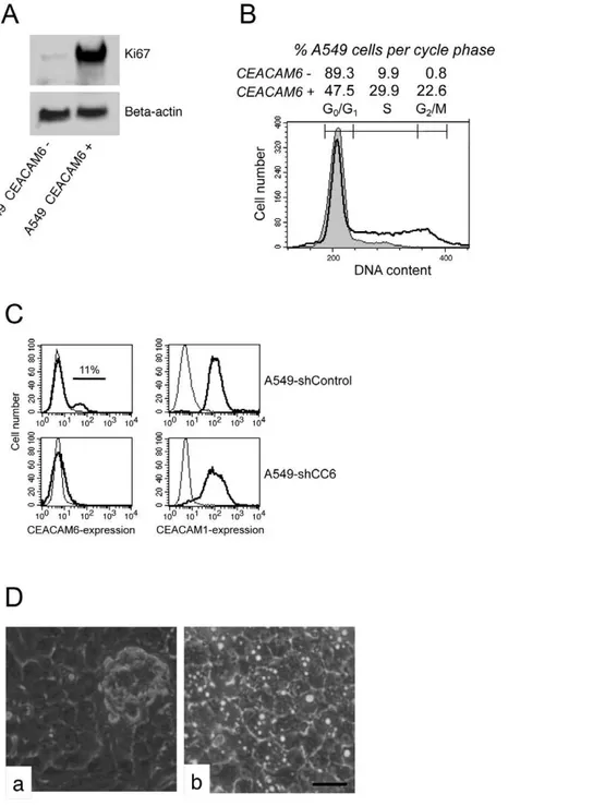 Figure 6. CEACAM6 acts as an inducer of cellular proliferation in confluent A549. A) The expression of the proliferation marker Ki67 is limited to A549-T cells that also expressed CEACAM6 on their cell surface