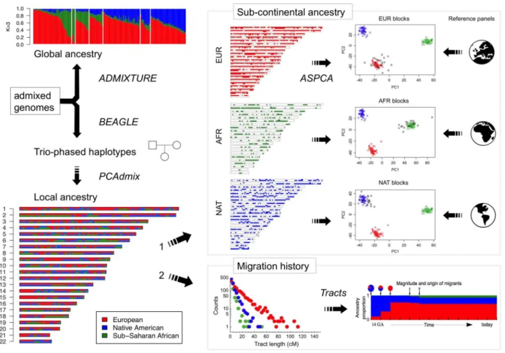 Figure 2. Diagram of the analytical strategy used for reconstructing migration history and sub-continental ancestry in admixed genomes