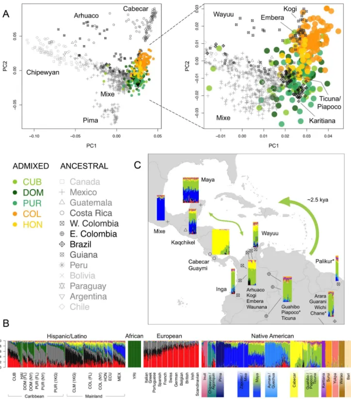Figure 4. Sub-continental origin of Native American components in the Caribbean. A) Ancestry-specific PCA analysis restricted to Native American segments from admixed Caribbean individuals (colored circles) and a reference panel of indigenous populations (