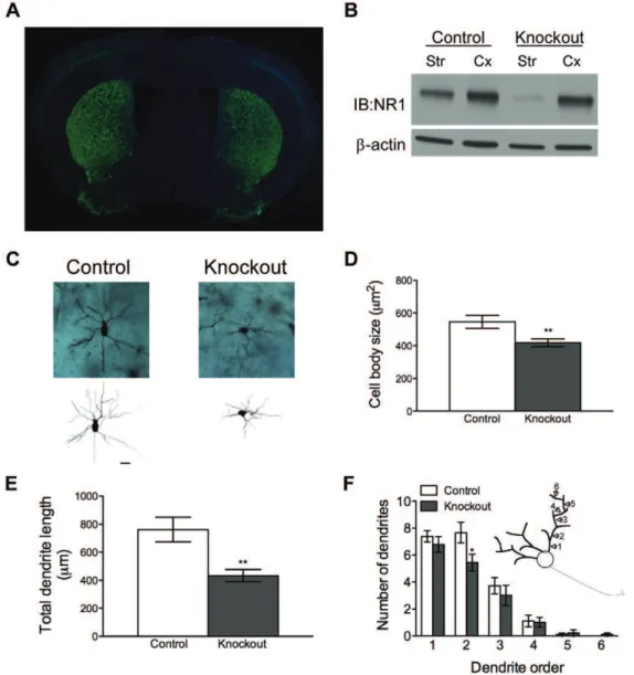 Figure 1. Knockout mice that selectively lack NMDAR in striatal MSNs have abnormal MSN morphology