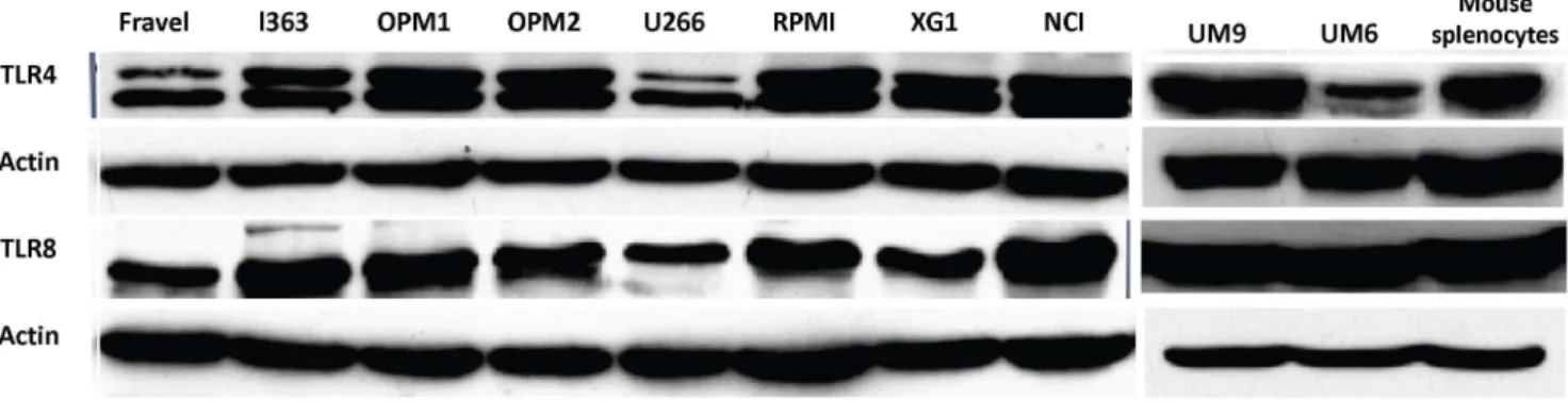 Figure 3. Expression analysis of TLR4 and TLR8 protein in HMCLs by Western blotting. Lysates of human intestinal tissue (A) and mouse splenocytes (B) were used as positive controls