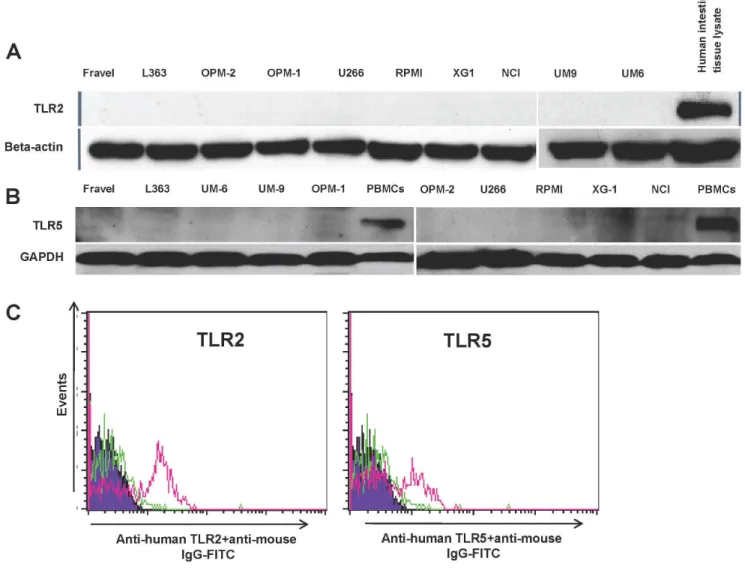 Figure 4. HCML do not express of TLR2 and TLR5. Expression of TLR2 and 5 at protein level was determined by western blotting (panel A and B) and FACS (panel C)
