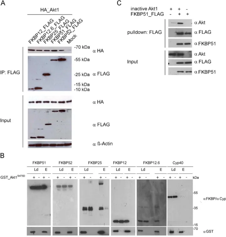Figure 1. Akt1 binds to several FKBPs and this interaction is direct. A HEK293T cells were transfected with HA_Akt1 and the indicated FKBP constructs