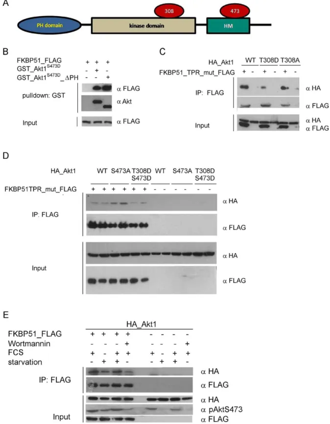 Figure 3. Influence of the PH domain and the activation status of Akt. A Domain structure of Akt B Purified GST-tagged active Akt or a mutant lacking the PH domain were incubated with purified FLAG-tagged FKBP51