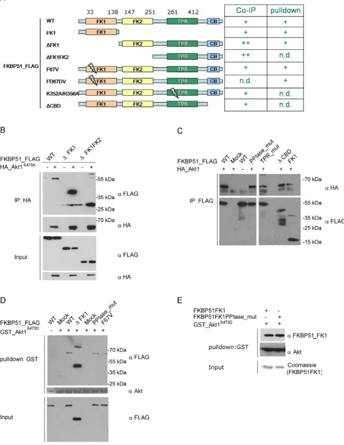 Figure 5. Mapping of the FKBP51 domains interacting with Akt. A Left: Overview of the constructs used to map the FKBP51/Akt interaction.