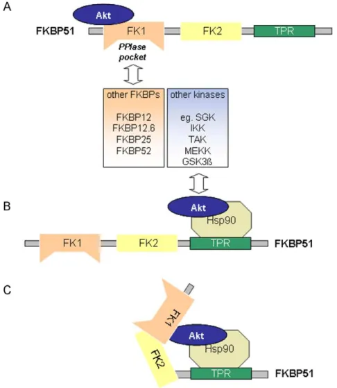 Figure 7. Schematic model of possible Hsp90-Akt-FKBP51 complexes. A FKBP51 can bind directly to Akt via its FK1 domain, but not with its FK506-binding pocket