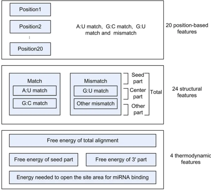 Figure 2. Three categories of SVM features. A total of 48 features belonging to 3 categories are extracted to classify high quality miRNA target interactions from false positive ones