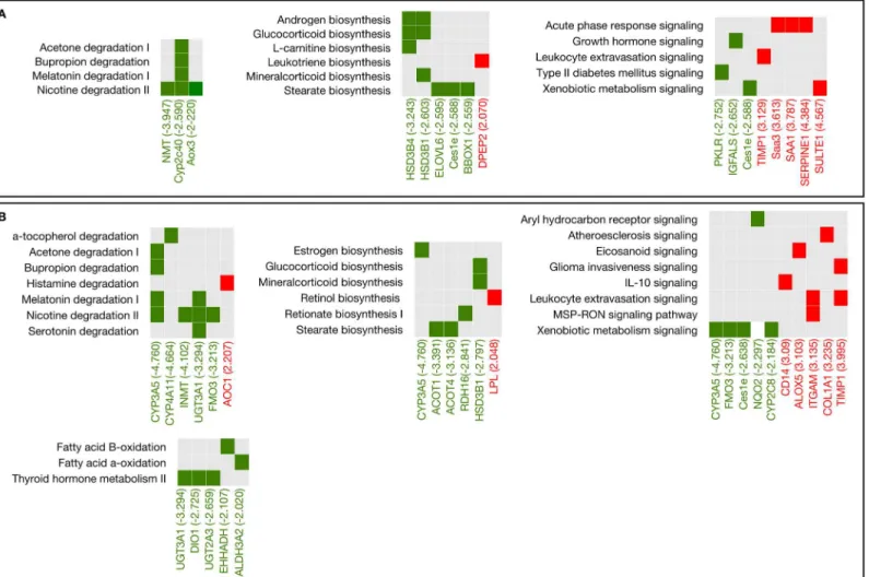 Fig 4. The most representative pathways and the associated differentially expressed genes in two stages of the infection
