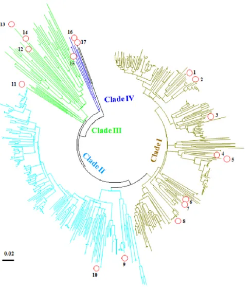Figure 3. The neighbor-joining phylogenetic tree for all Synechomyovirus psbA sequences