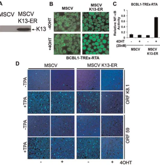 Figure 1. K13 blocks lytic replication in BCBL1-TREx-RTA cells. A. Expression of K13-ER TAM in BCBL1-TREx-RTA cells as determined by immunoblotting with a Flag antibody