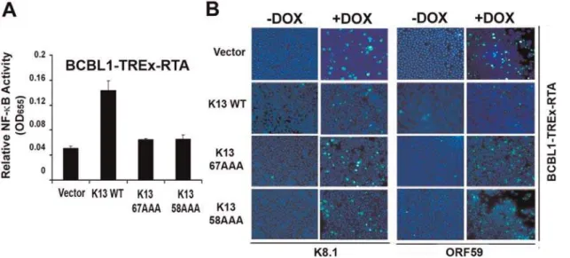 Figure 3. Role of the NF- k B pathway in the inhibition of KSHV lytic reactivation by K13
